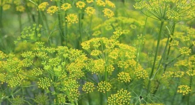 棉田套播小茴香种植技术要点