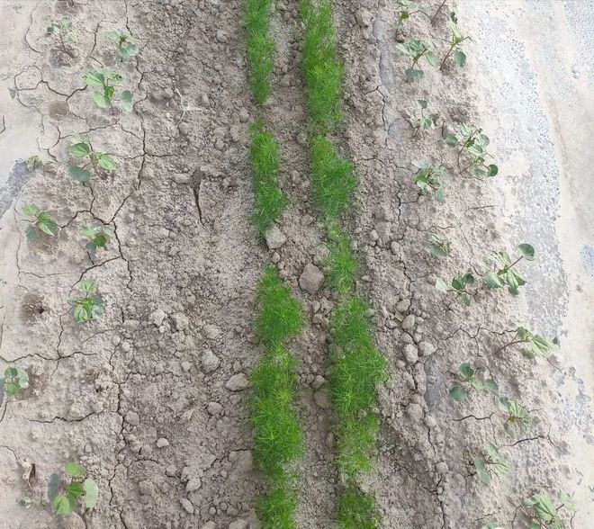 小茴香种植技术视频_茴香种植技术_小茴香种植致富