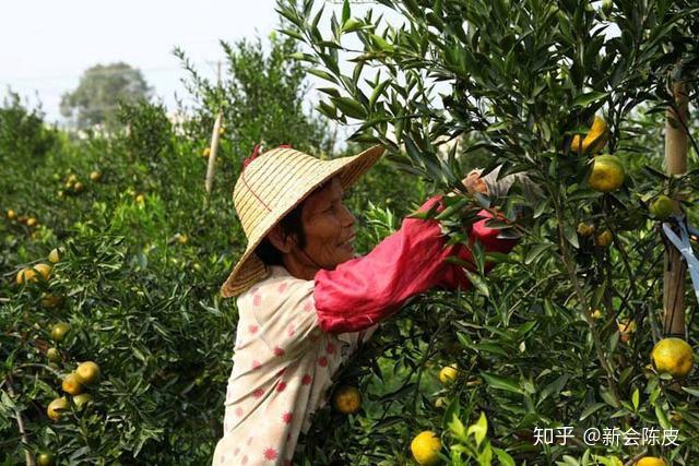 致富经广东省种植技术_广东省农村种植项目_广东省种植什么比较赚钱