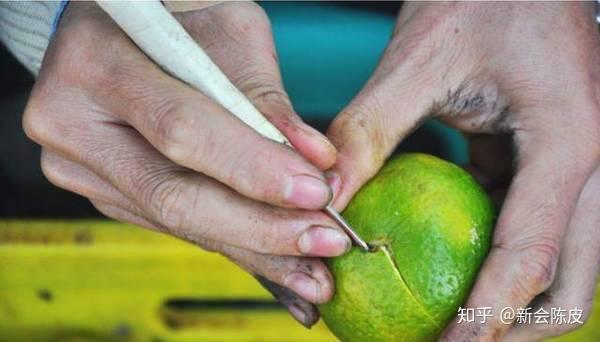 广东省种植什么比较赚钱_广东省农村种植项目_致富经广东省种植技术