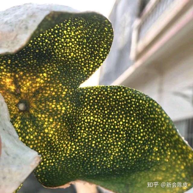 致富经广东省种植技术_广东省农村种植项目_广东省种植什么比较赚钱