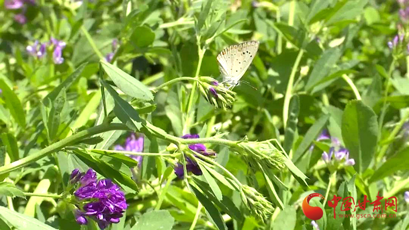 2020甘肃苜蓿种植补贴政策_甘肃苜蓿种植致富_甘肃苜蓿种植基地在哪里