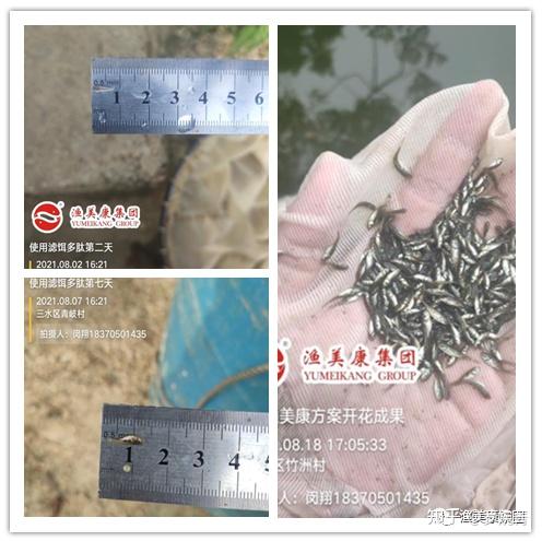 野生鱼苗养殖技术视频_视频野生养殖鱼苗技术教程_视频野生养殖鱼苗技术教学