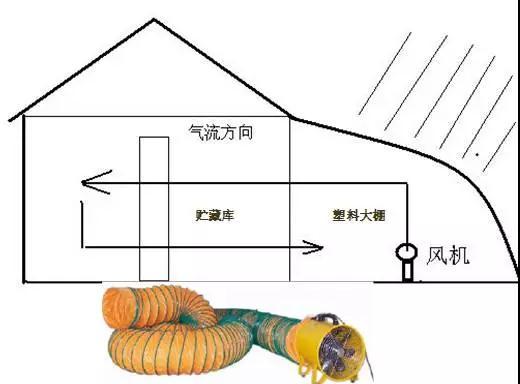 一、大棚简易安全越冬贮藏技术