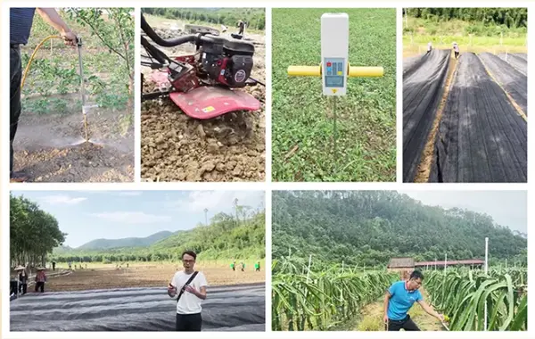 广东农村种植什么赚钱不愁销路_致富经广东省种植技术_种植致富经创业项目