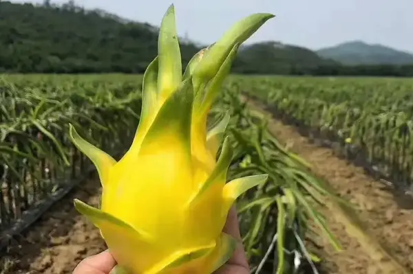 广东农村种植什么赚钱不愁销路_致富经广东省种植技术_种植致富经创业项目