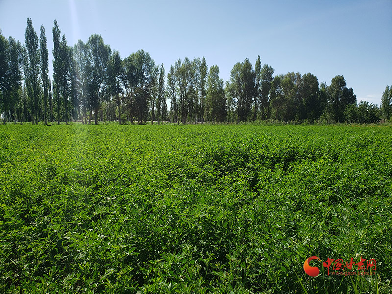 甘肃苜蓿种植致富_甘肃苜蓿种植基地在哪里_甘肃苜蓿草多少钱一吨