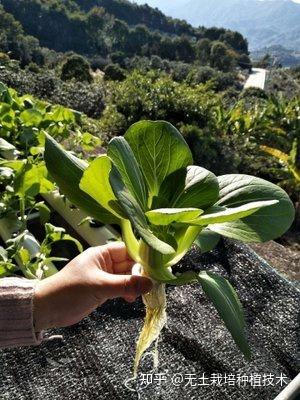 大棚种植芥菜技术视频_芥菜大棚种植技术_大棚种植芥菜技术与管理