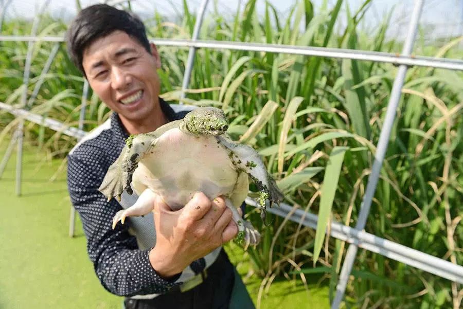 养殖稻田甲鱼技术视频_稻田养甲鱼养殖技术_甲鱼的稻田养殖技术