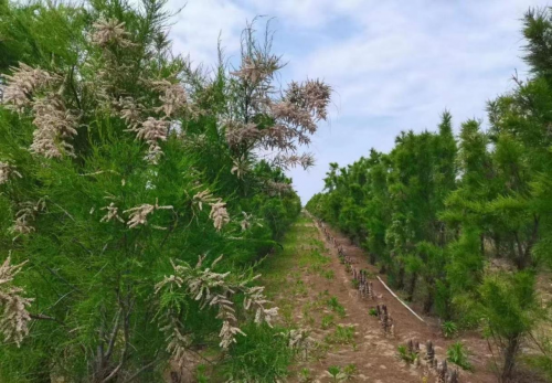 沙漠植物红柳_沙漠红柳树_沙漠红柳种植致富