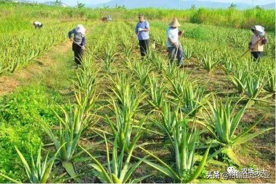 蝎子致富经_致富经蝎子养殖成功案例_致富经养蝎子是哪一期