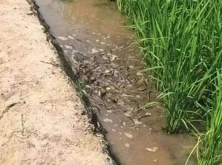 养殖高产泥鳅技术要点_泥鳅高产养殖技术_养殖泥鳅技术视频