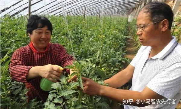 大棚种植芥菜技术要求_大棚种植芥菜技术与管理_芥菜大棚种植技术