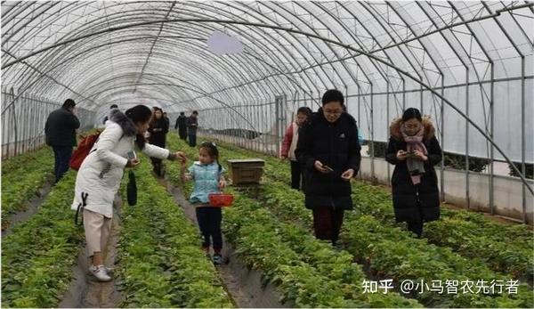 大棚种植芥菜技术要求_大棚种植芥菜技术与管理_芥菜大棚种植技术