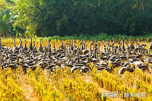 农村种植致富方向图片_种植致富业_致富种植农村方向图片高清