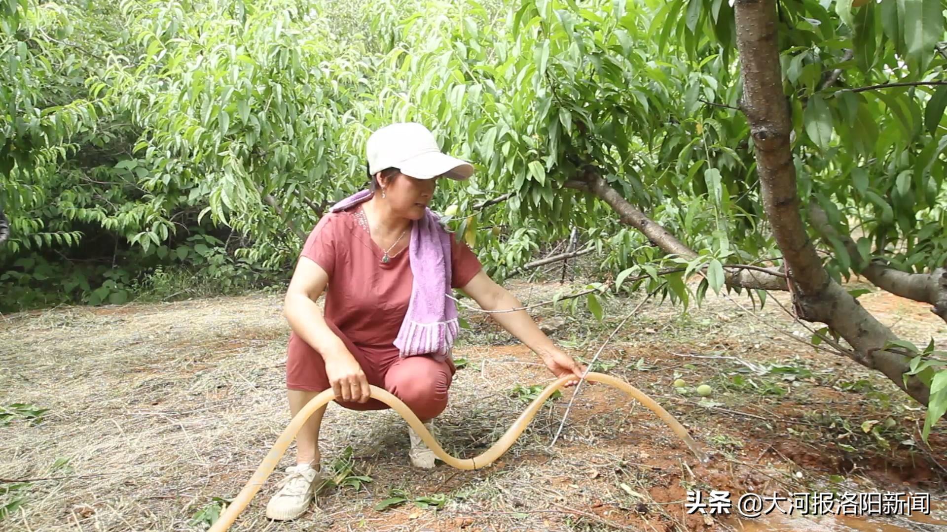 荒山种植什么来钱快_荒山种植什么前景好_荒山种植致富方法