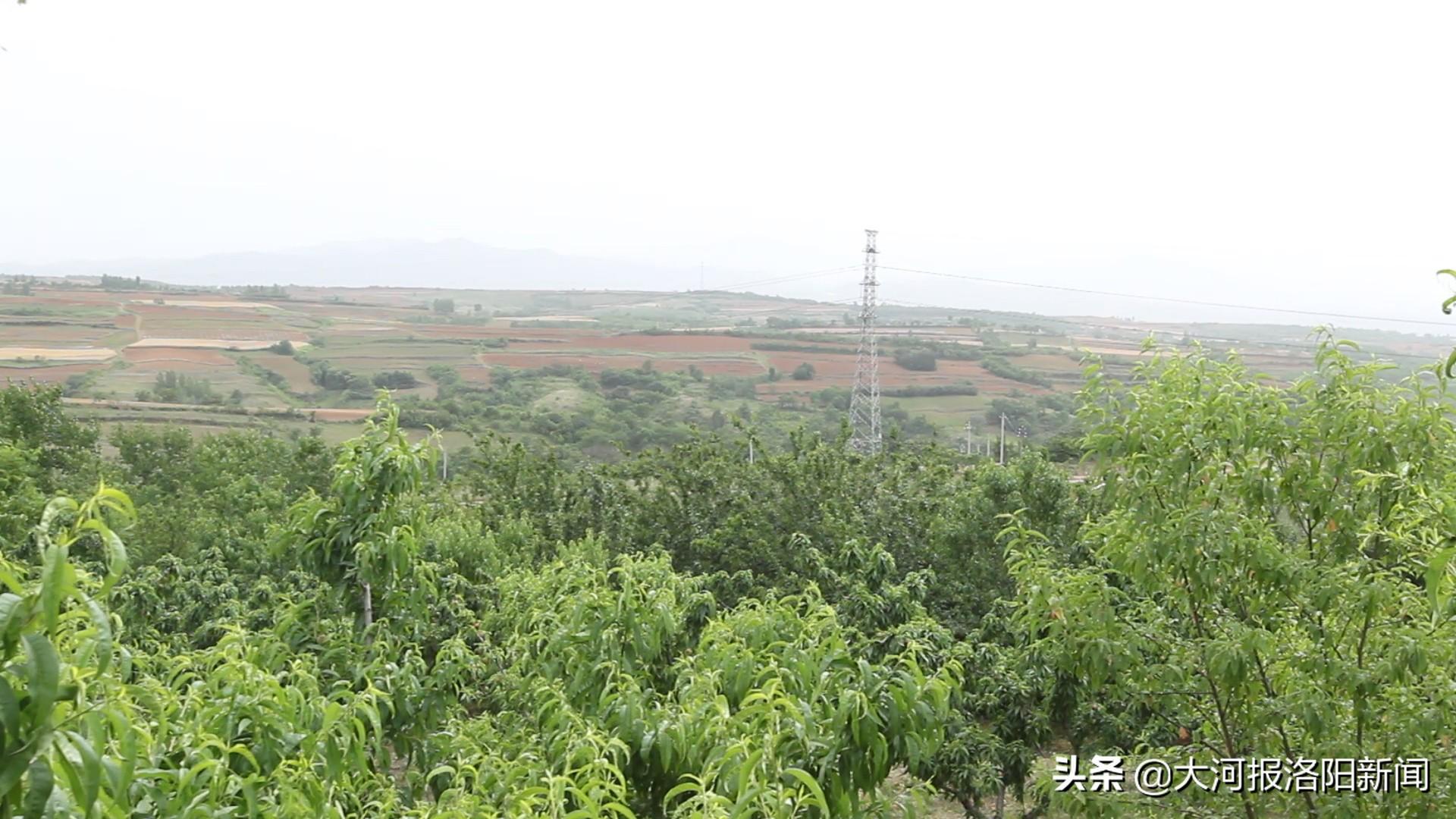 荒山种植致富方法_荒山种植什么来钱快_荒山种植什么前景好