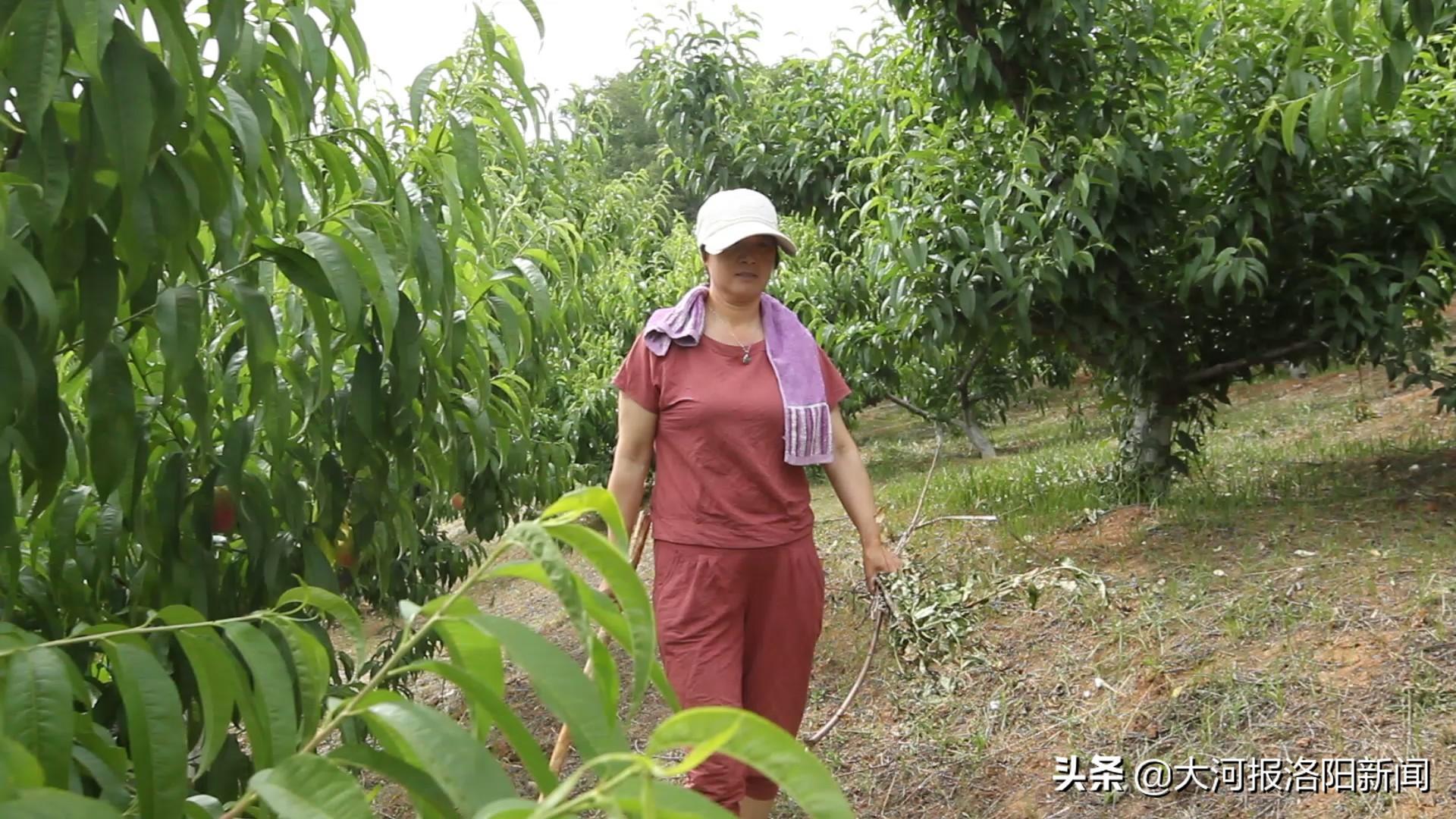 荒山种植什么前景好_荒山种植致富方法_荒山种植什么来钱快