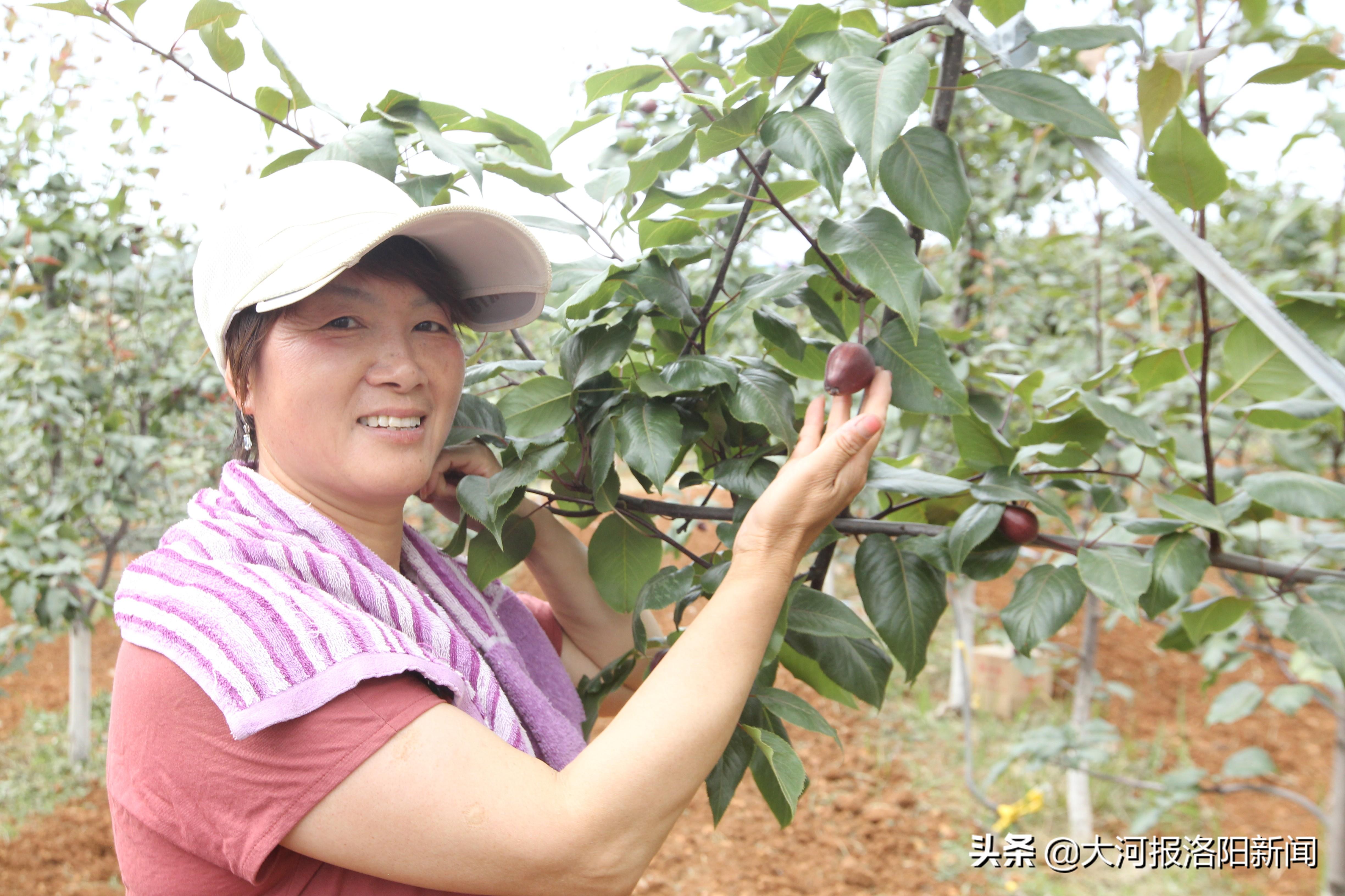 荒山种植什么前景好_荒山种植什么来钱快_荒山种植致富方法