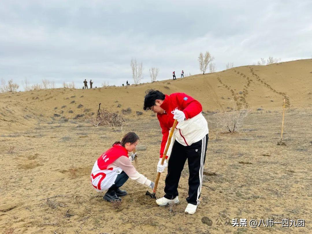 沙漠红柳种植致富_沙漠红柳根_沙漠红柳树