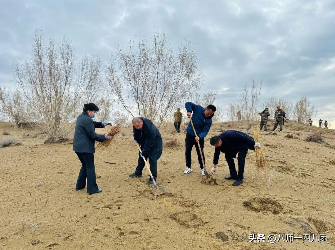 沙漠红柳根_沙漠红柳种植致富_沙漠红柳树