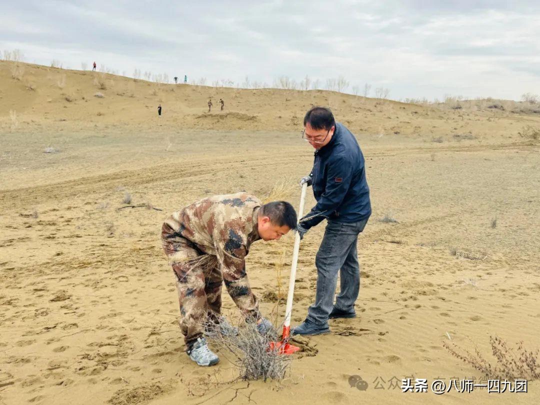 沙漠红柳种植致富_沙漠红柳根_沙漠红柳树