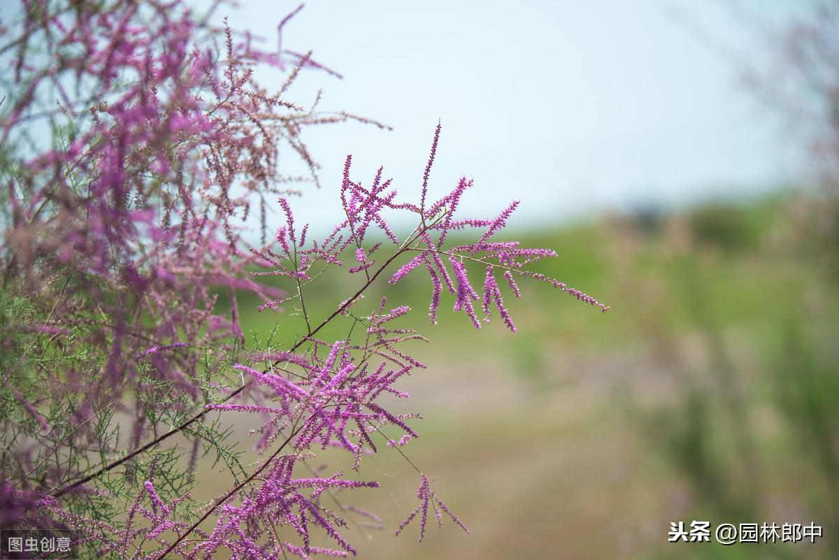 沙漠红柳根_沙漠植物红柳_沙漠红柳种植致富