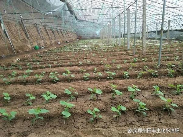 农业致富黄瓜种植_黄瓜种植成本及利润_黄瓜种植高产技术