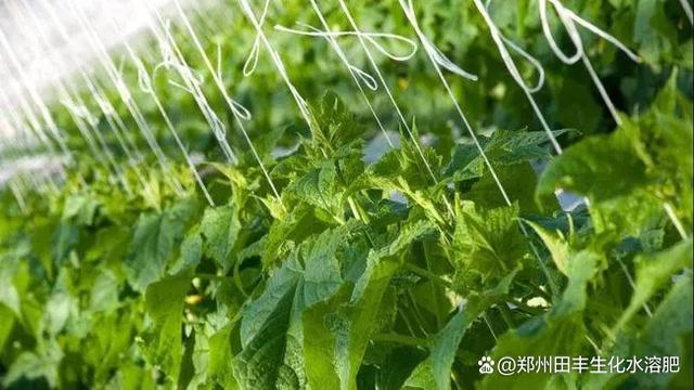 农业致富黄瓜种植_黄瓜种植高产技术_黄瓜种植成本及利润