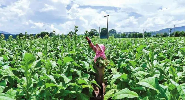 农村致富果种植_农村致富新项目种植_农民种植致富