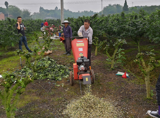 青花椒专用肥_致富经青花椒施肥技术_青花椒施肥时间