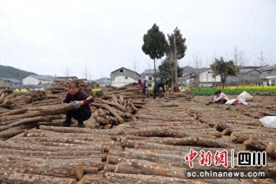 木耳养殖致富项目_木耳养殖利润_致富养殖木耳项目介绍