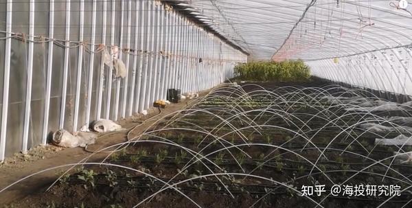 大棚冬季种植技术视频_冬天大棚种菜技术视频_冬季大棚种植什么赚钱