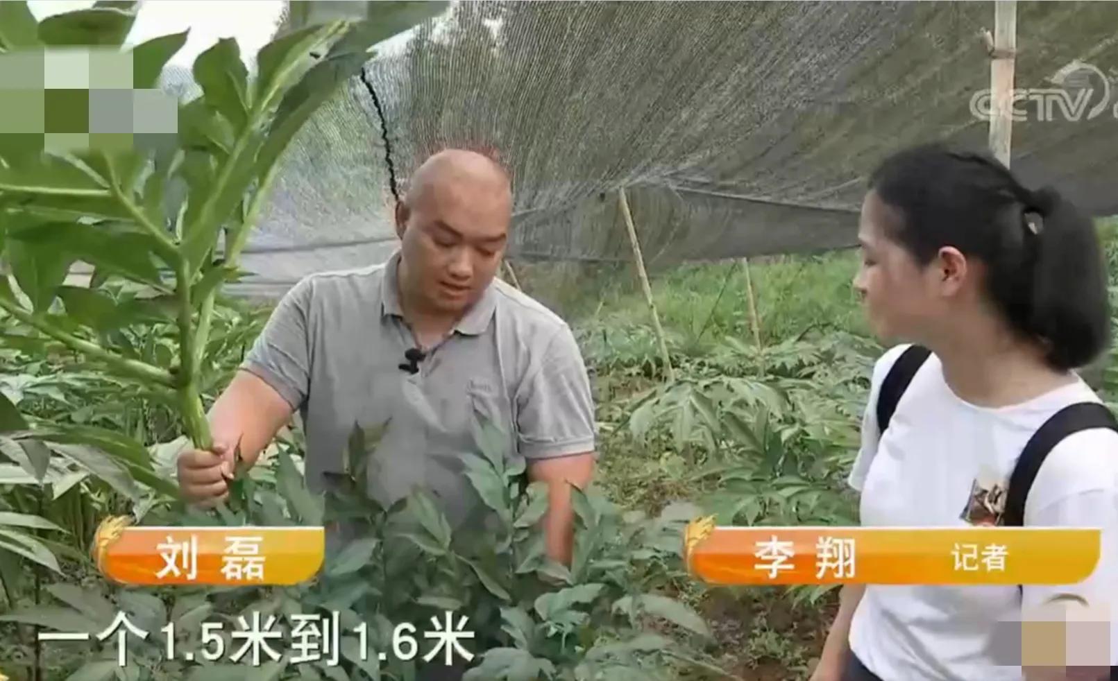 荒山种植致富方法_荒山致富项目_荒山种植什么前景好