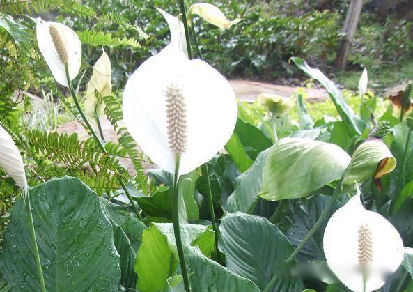 花卉红掌的养法_花卉红掌的养殖技术_花卉养殖红掌技术与管理