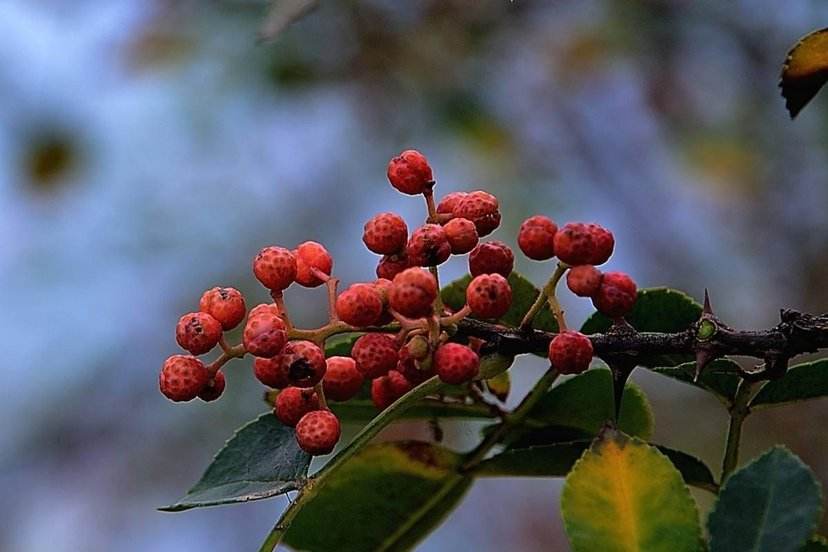 花椒采摘后为何强调施肥？该怎样施肥？