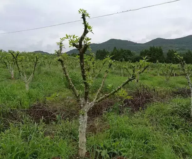 花椒施肥方案_致富经青花椒施肥技术_花椒专用肥