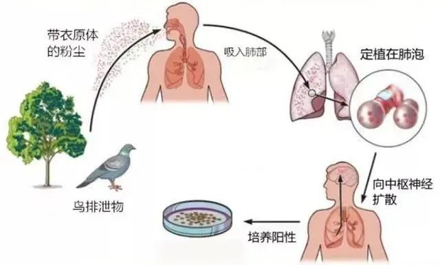 鹦鹉养殖 致富_养鹦鹉致富视频_致富经鹦鹉