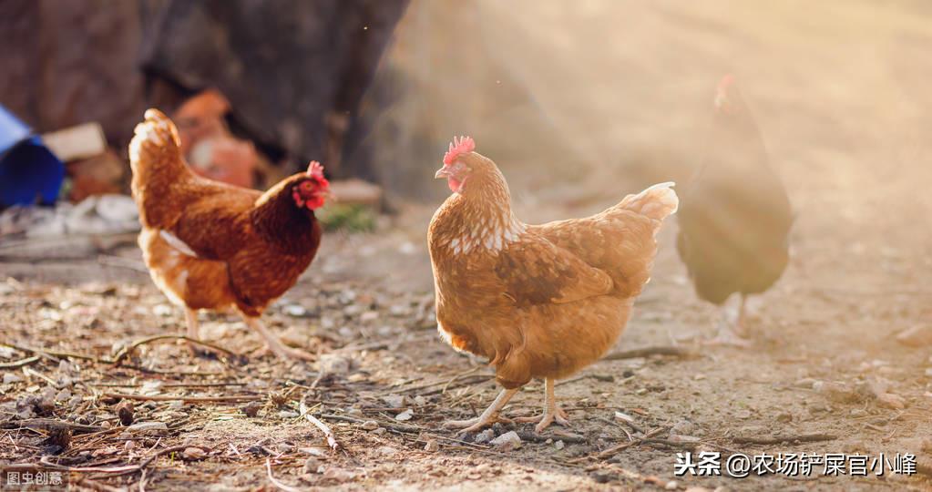 土鸡应该怎么样？老农民养殖土鸡的方法，农家土鸡的标准就在这里