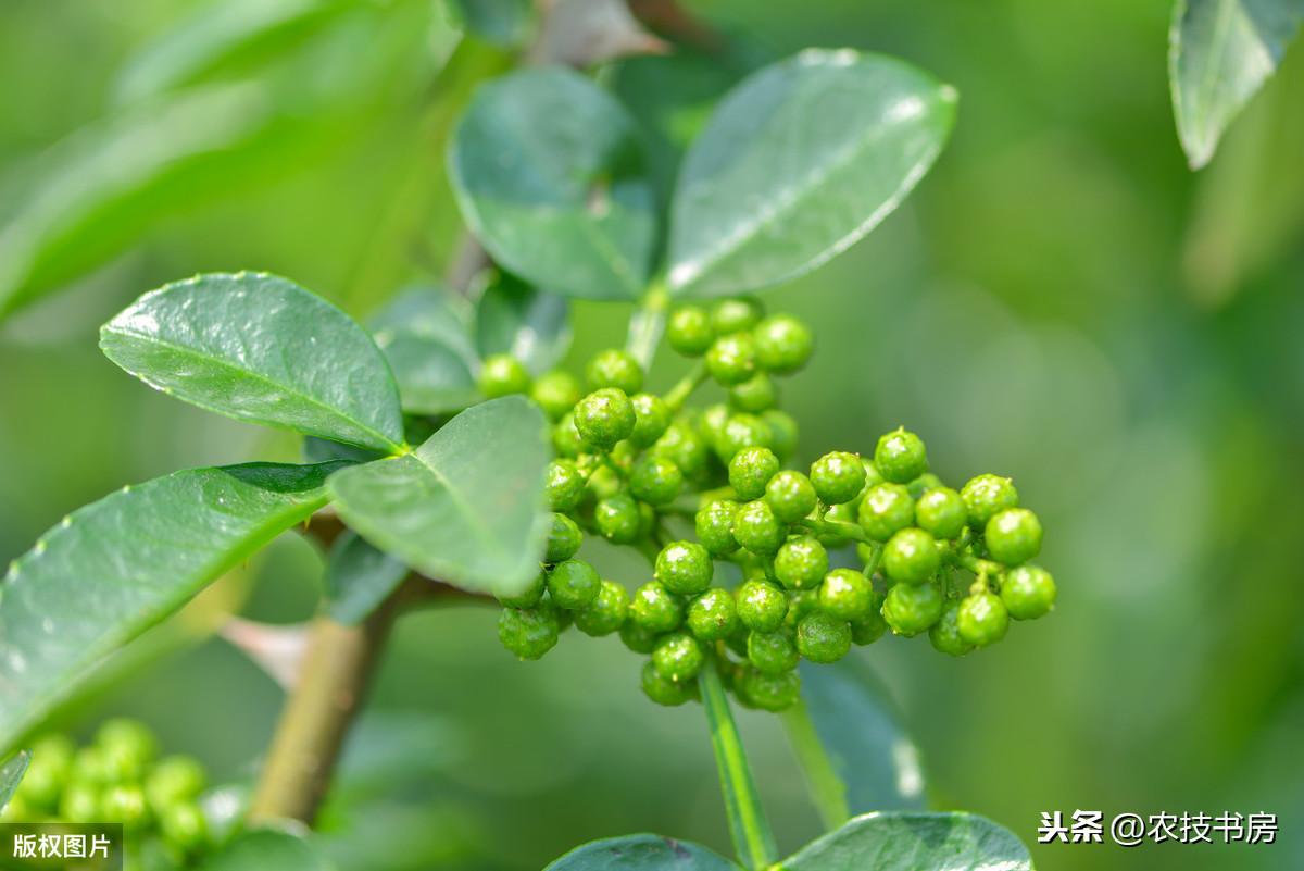 青花椒种植技术，能推迟花椒树衰老，延长结果年限，提高花椒品质