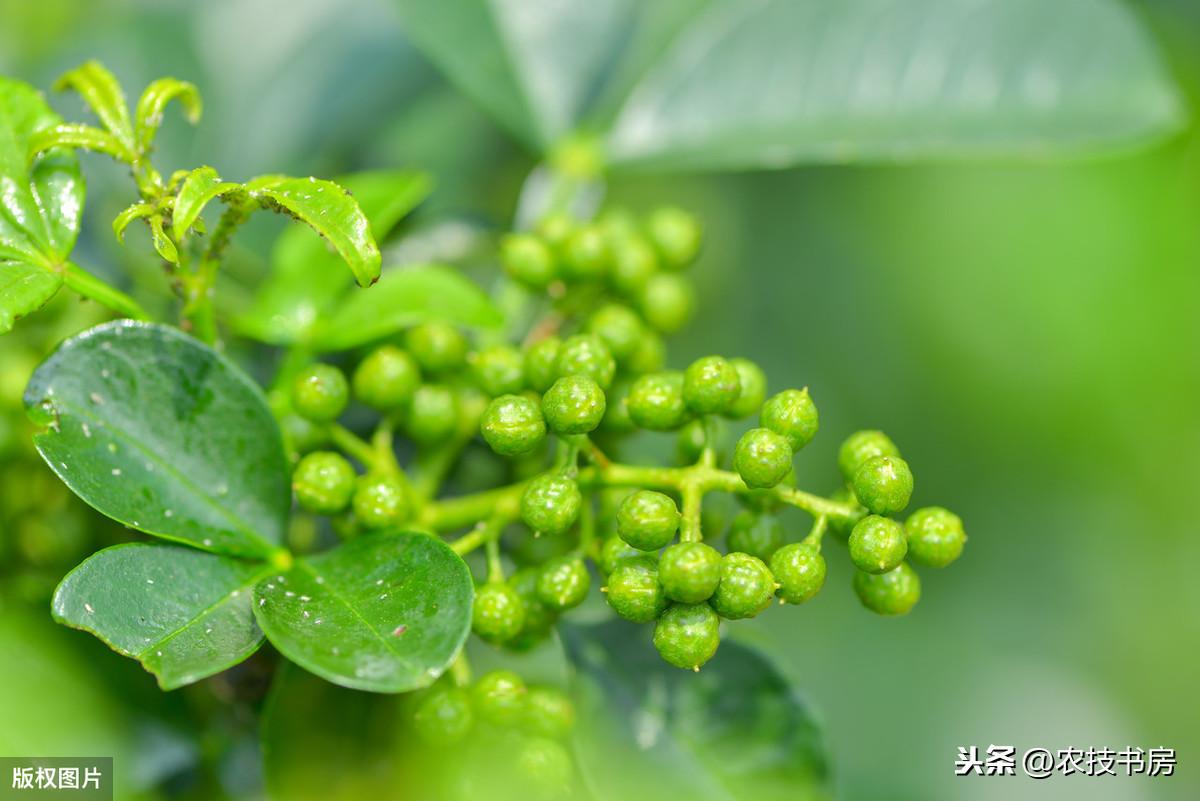 花椒施肥方案_青花椒专用肥_致富经青花椒施肥技术