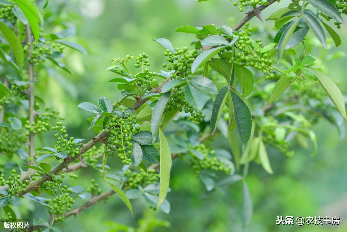 花椒施肥方案_致富经青花椒施肥技术_青花椒专用肥