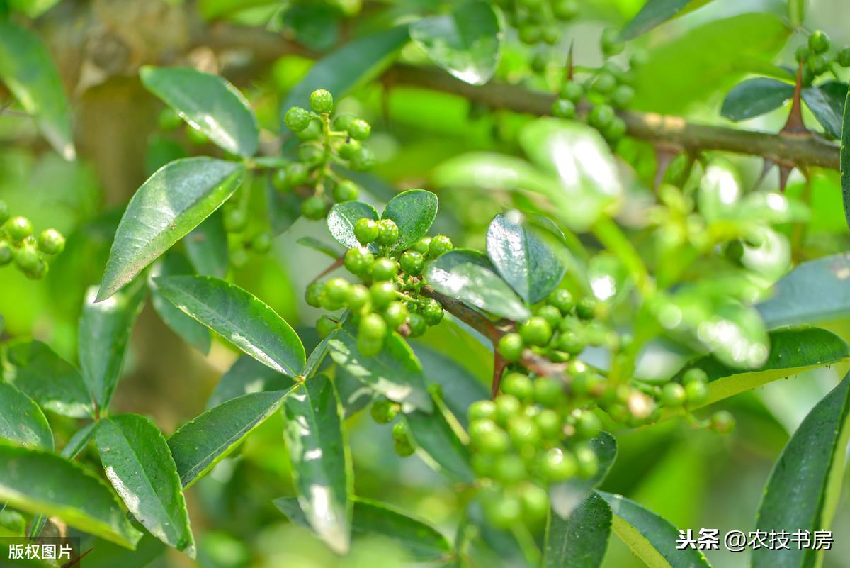 致富经青花椒施肥技术_花椒施肥方案_青花椒专用肥