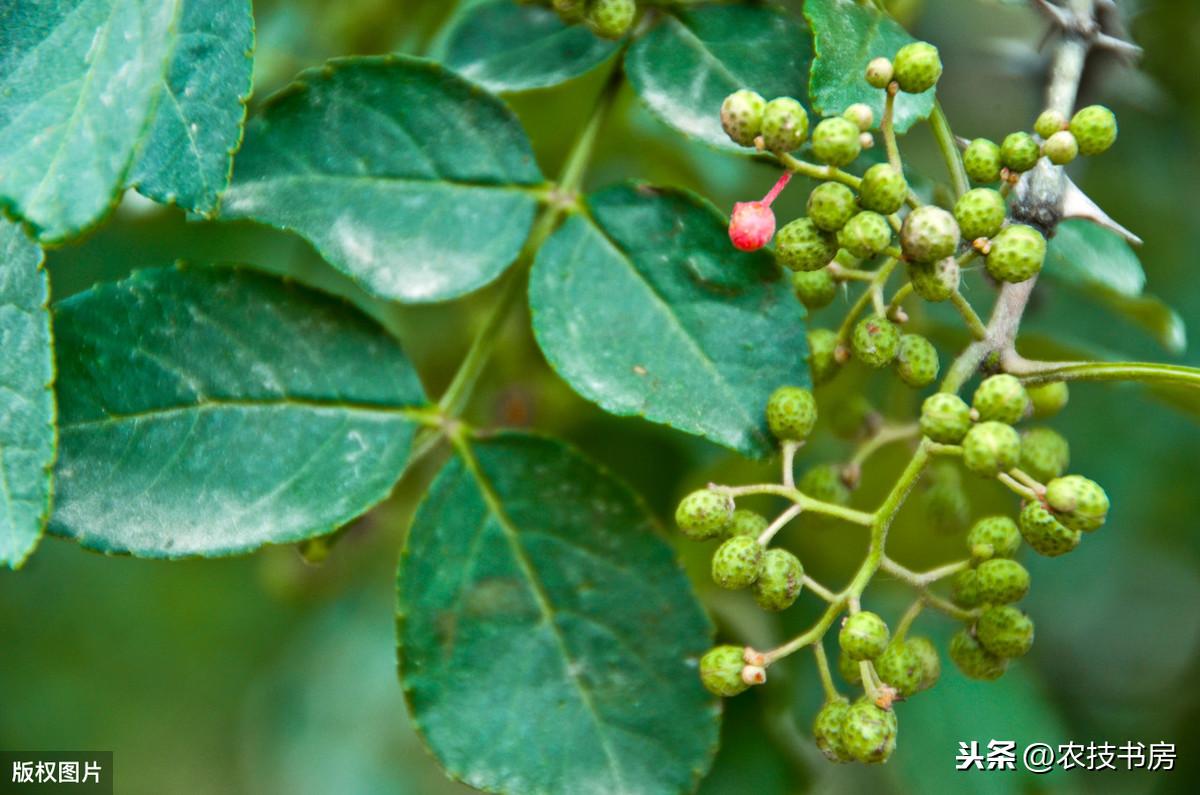 致富经青花椒施肥技术_花椒施肥方案_青花椒专用肥