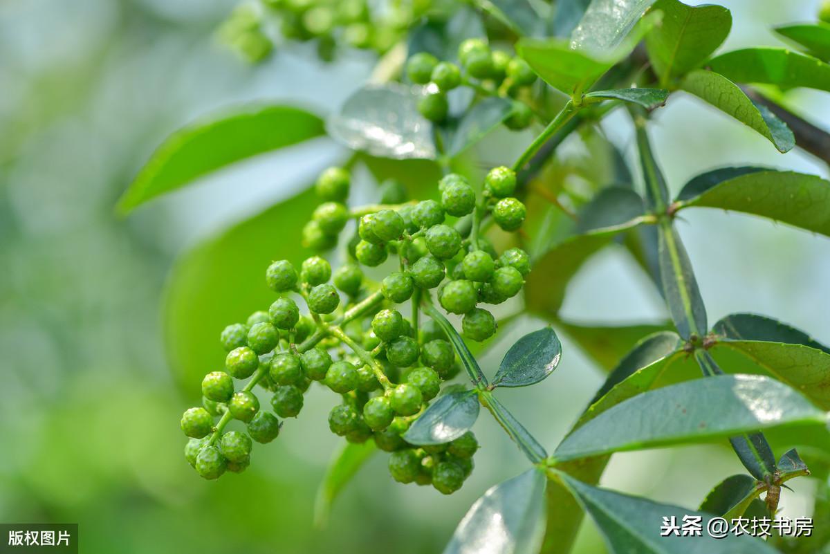 青花椒专用肥_花椒施肥方案_致富经青花椒施肥技术