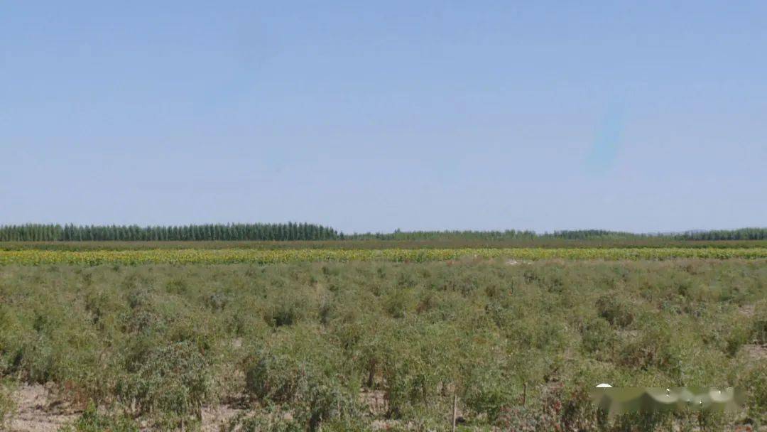 致富枸杞种植视频_枸杞 种植  致富_枸杞种植效益