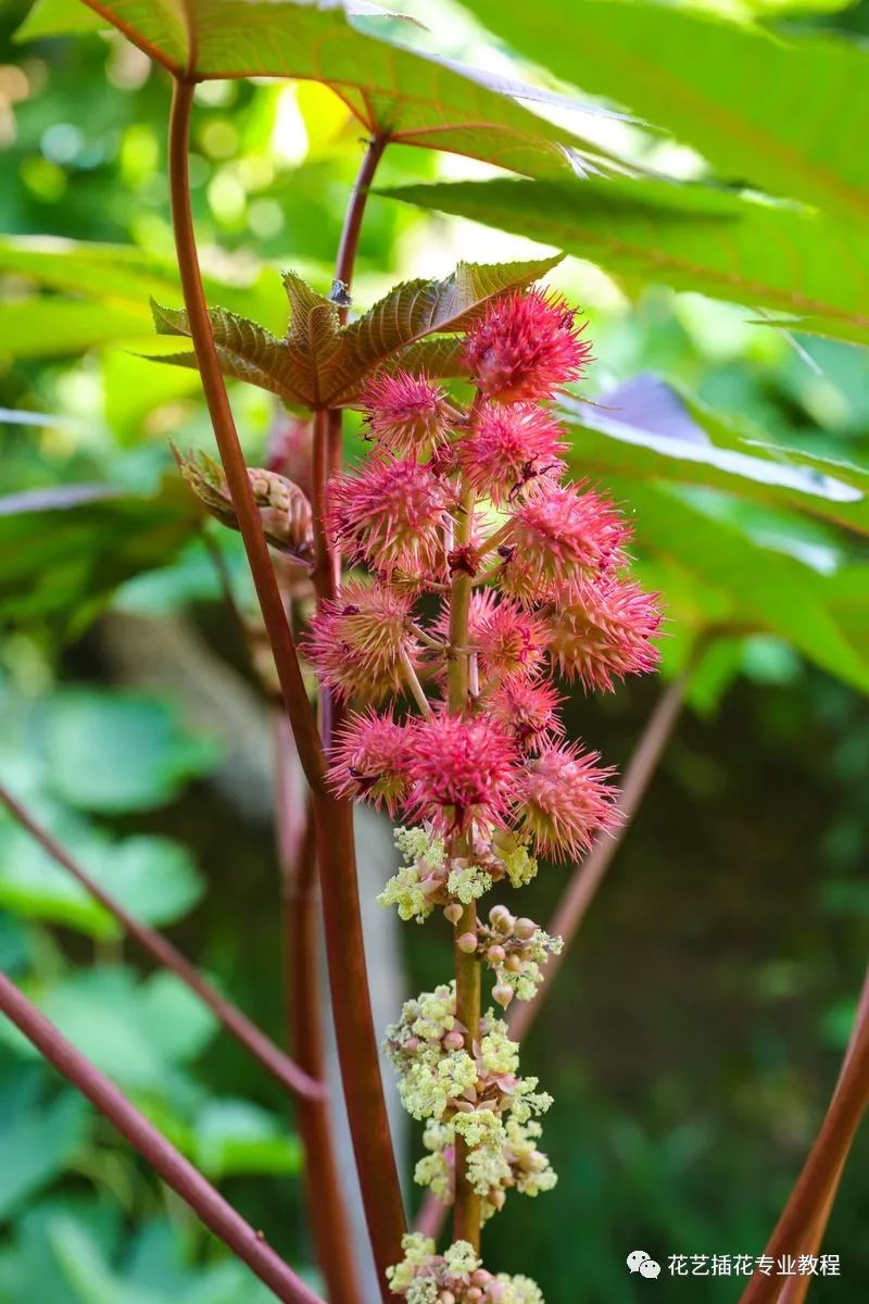 花卉红掌的养殖技术_花卉养殖红掌技术要点_花卉养殖红掌技术与管理