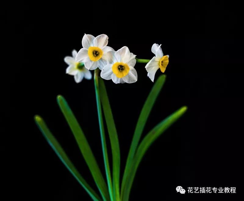 花卉养殖红掌技术要点_花卉养殖红掌技术与管理_花卉红掌的养殖技术