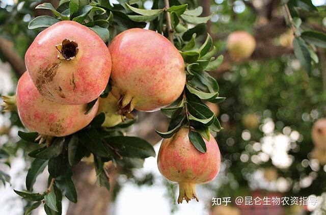 cctv7致富经视频石榴种植_石榴种植视频教程_种植石榴能赚钱吗