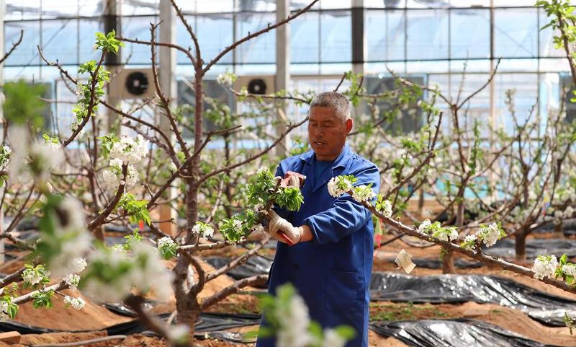 致富经樱桃种植视频_樱桃种植致富_致富种植樱桃图片大全